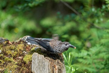 Spotted Bird on Mossy Stump