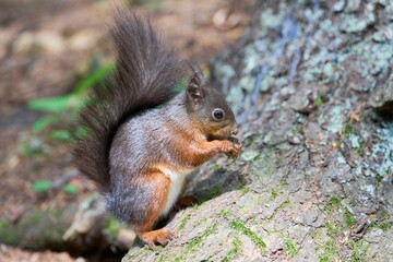Squirrel on Tree Trunk