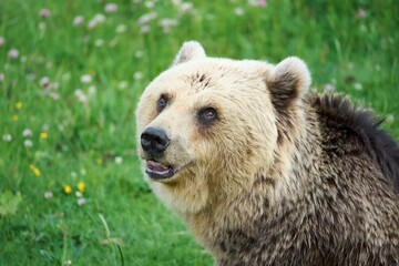 Close-up of a Brown Bear in a Meadow