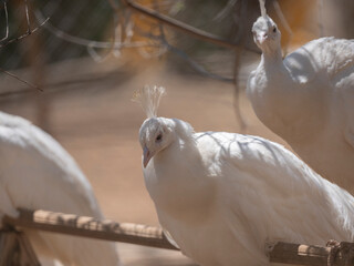 The beautiful white peacock on the farm