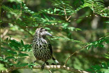 Spotted Bird Perched in Lush Greenery