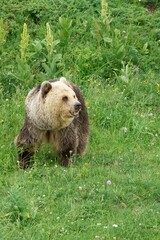 Obraz premium Grizzly Bear in a Green Meadow