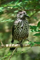 Spotted Nutcracker Bird in a Forest