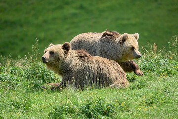 Fototapeta premium Brown Bears Resting in a Meadow