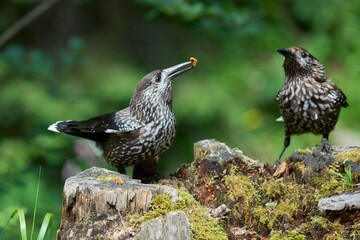 Spotted Nutcrackers on a Tree Stump