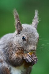 Squirrel eating a nut close-up.