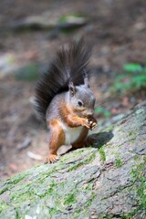 Squirrel on a Mossy Log