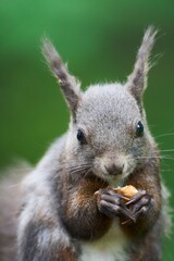 Close-up of a Squirrel with a Nut