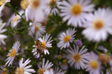 Autumn asters and bees macro photo series – nature close-up_2