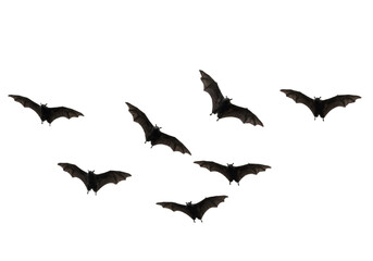 Obraz premium Flying Bats in Formation – Spooky Halloween Silhouette on White
