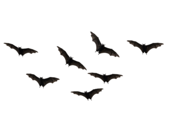 Flying Bats in Formation – Spooky Halloween Silhouette on White