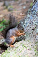 Squirrel on Tree Trunk in Forest