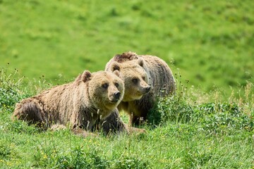 Brown bears resting in a meadow.