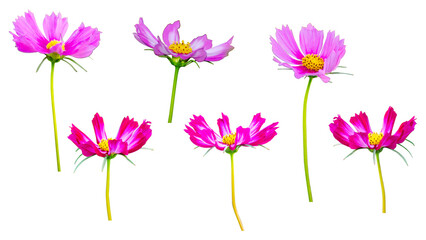 Set of Cosmos Flowers Blooming isolate on transparent background.
