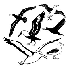 Elegant Black and White Illustrations of Albatross Birds in Flight and Motion
