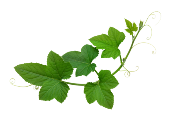 Heart-Shaped Leaf Plant on Vine – Delicate Greenery in White