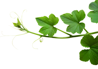 Heart-Shaped Leaf Plant on Vine – Delicate Greenery in White