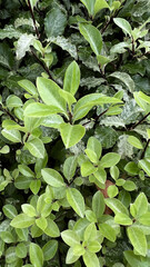 Numerous vibrant green plants grow together, showcasing a mix of light and dark green leaves in a sunny outdoor environment. The leaves exhibit glossy textures and intricate shapes
