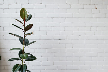 Minimalist Rubber Plant Against White Brick Wall