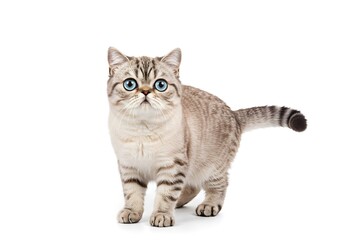 Fototapeta premium Captivating tabby kitten with striking blue eyes and fluffy fur stands on a clean white background, ready for adoption or pet-themed projects.