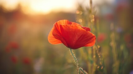 A vibrant red poppy flower stands out in a natural outdoor setting at dawn or dusk,