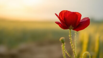 A vibrant red poppy flower stands out amidst a softly blurred green background during the golden hour,
