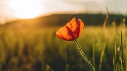 An orange poppy flower stands vibrant against a golden sunset over a grassy field with distant hills,