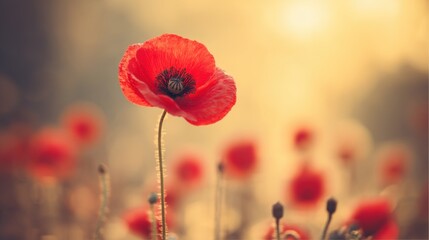 A vivid red poppy in full bloom with delicate petals and a black center,