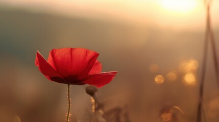 A single red poppy flower stands out against a softly blurred background during golden hour,