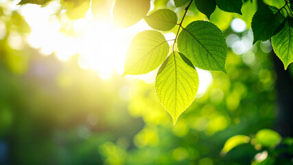 Minimalist Green Leaf with Sunlight