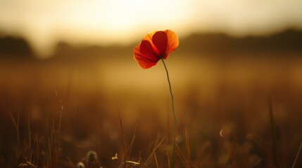 A single red poppy flower stands out against a blurred golden field at sunrise or sunset,