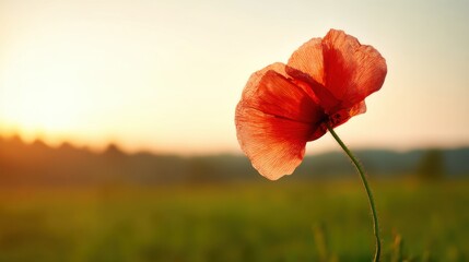 A vibrant red poppy stands prominently against a blurred natural landscape during sunrise or sunset,