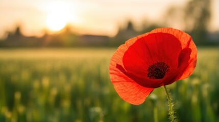 A vibrant red poppy stands tall in a lush green field, bathed in the golden glow of the setting sun,