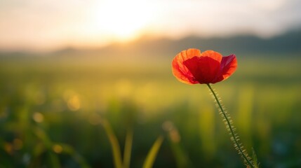 A vibrant red poppy stands tall in a lush green field, bathed in soft sunlight during sunrise or sunset,