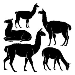 Silhouettes of Alpaca and Llamas in Various Poses Showcasing Grazing and Resting
