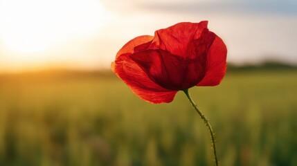 A vibrant red poppy flower stands out against a softly blurred green foliage background during the golden hour of sunset
