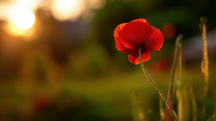 A single red poppy flower stands prominently in the foreground,