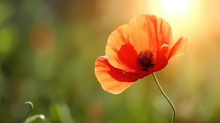 A single orange poppy flower with delicate petals stands tall on its slender green stem amidst a lush green background,