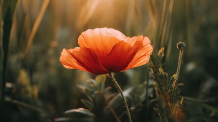 A vibrant orange poppy flower stands out against a softly blurred green background,