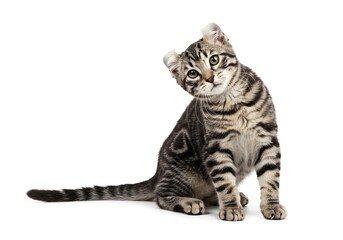 Adorable tabby kitten with unique curled ears sits and tilts its head curiously, exuding innocent charm and playful personality