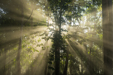 sun rays piercing through a vibrant forest canopy, creating a breathtaking spectacle of light and shadow
