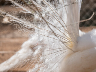 Close-up of white peacock feathers