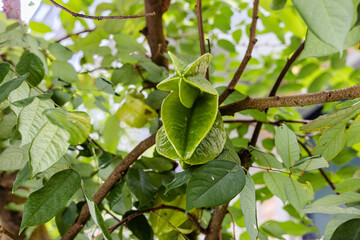 Starfruit hanging from a branch surrounded by vibrant green leaves on a sunny day. Freshness, nature's harvest, seasonal abundance in a tropical setting.