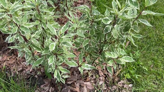 White dogwood in a flower bed with mulch. Variegated foliage closeup