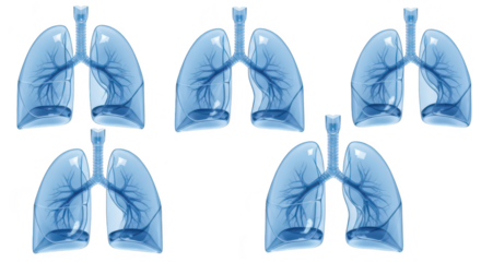 Rendered human lungs in medical style against white for anatomical study and healthcare education with clear background