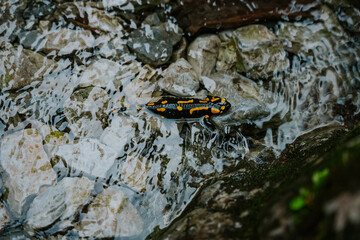 Salamandra © Katarzyna