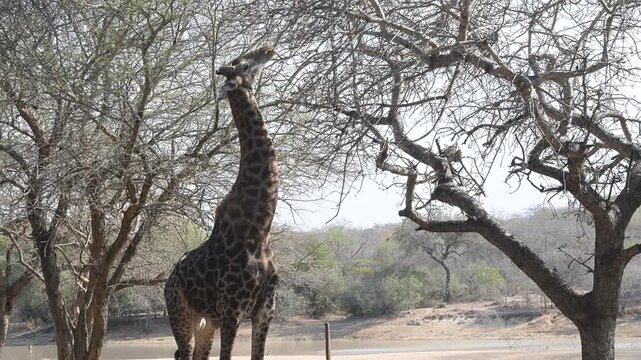 Giraffe im Busch vom Kr&uuml;ger National Park - Kruger Nationalpark S&uuml;dafrika