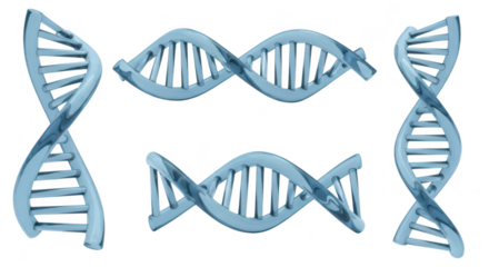 Several 3D models of DNA double helix structures in blue against a white background illustrating genetics biology and scientific concepts