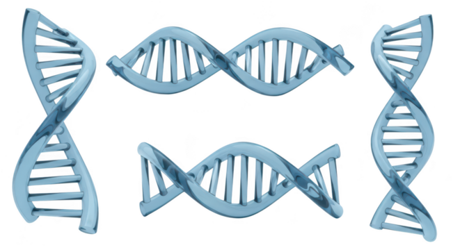 Several 3D models of DNA double helix structures in blue against a white background illustrating genetics biology and scientific concepts