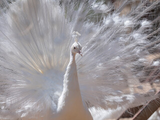 A beautiful white peacock with its tail fanned out
